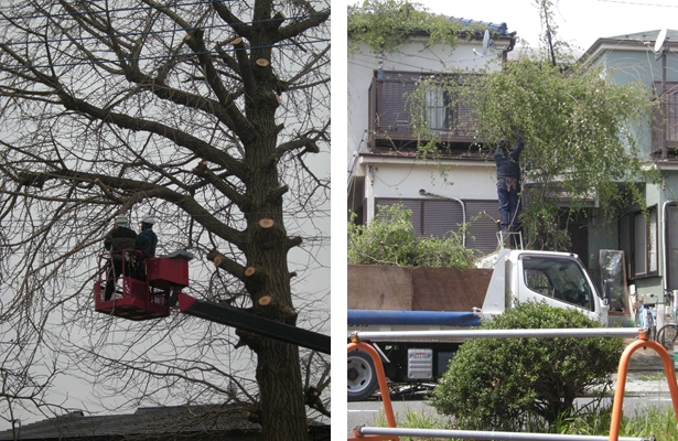 剪定をするメンバーもおります。