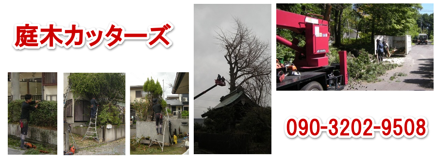 ��؃J�b�^�[�Y �@�k��B�s�@����̎��؂̔��̂�����܂��B